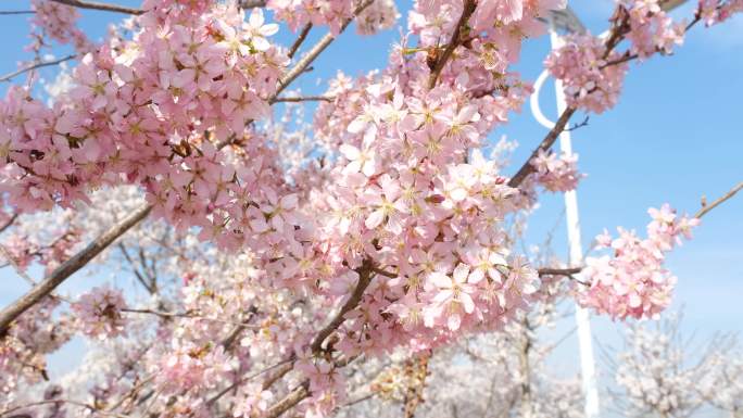 青岛西海岸樱花空镜