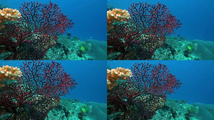 近距离观察斐济彩虹礁上生长的红色高粱