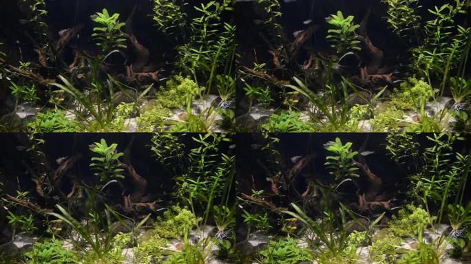 带有绿色水生植物和小鱼的水族馆水箱