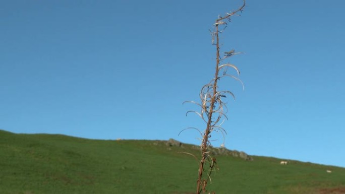 苏格兰农村地区微风轻拂枯萎的植物