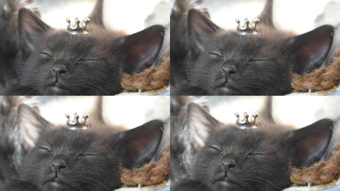 睡觉的小猫公主