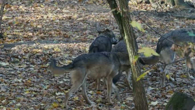 欧洲灰狼 (Canis lupus lupus) 在森林中奔跑。