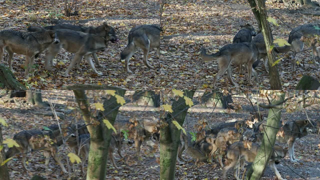 欧洲灰狼 (Canis lupus lupus) 在森林中奔跑。