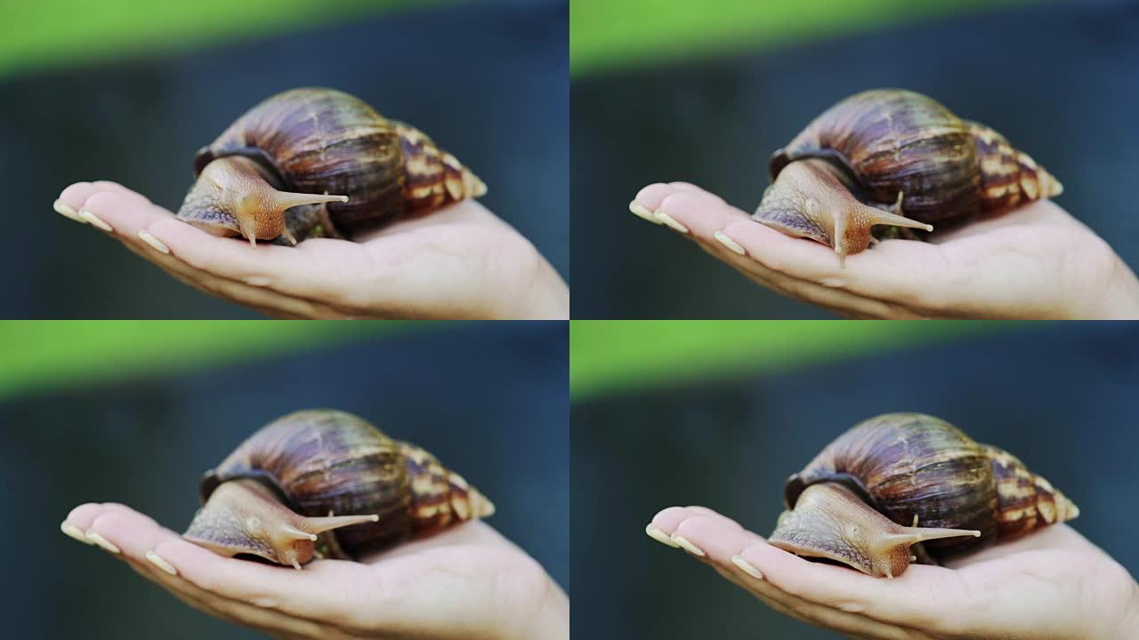 女孩手里拿着一只蜗牛。