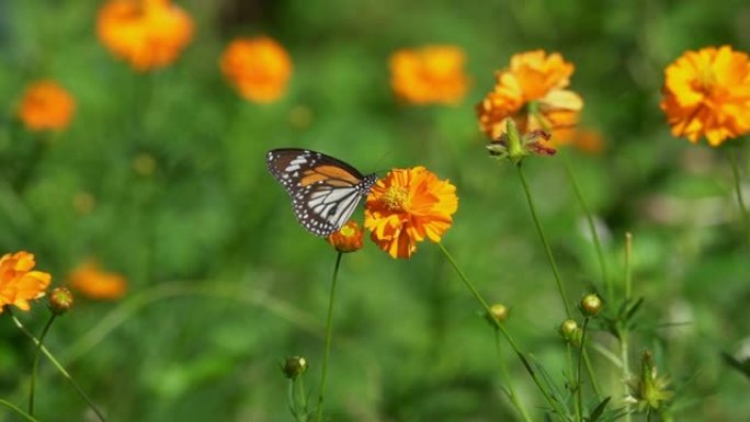五颜六色的蝴蝶以花蜜为食，从侧面看。
