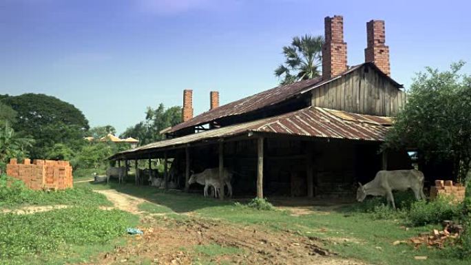 白牛站在一个废弃的旧砖厂下