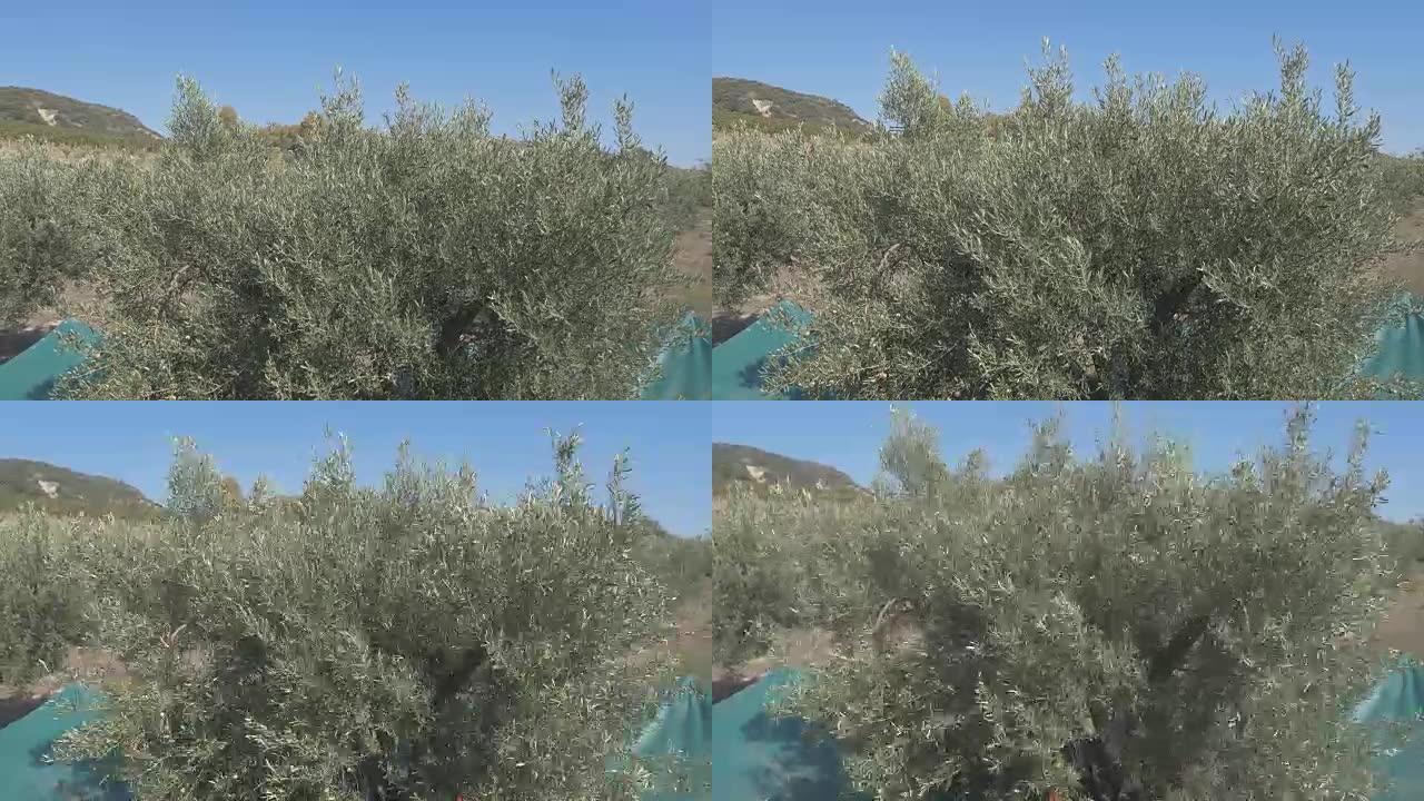 用机器在意大利南部的田野里采摘橄榄