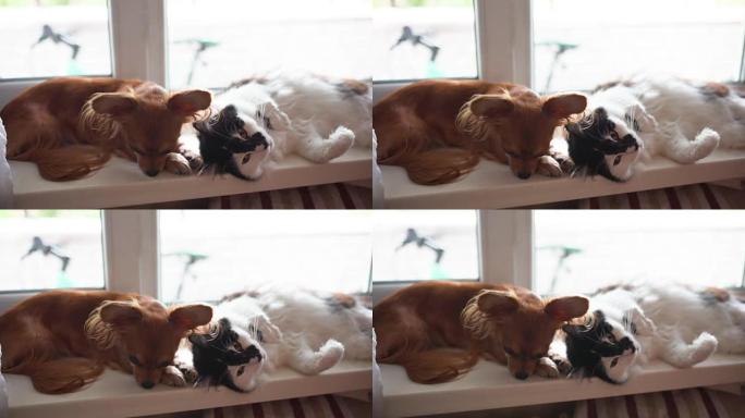 猫和狗。家里窗台上的吉娃娃狗和蓬松的猫