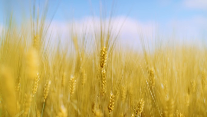 麦田、麦穗、风吹麦穗、金色麦子、金色麦穗