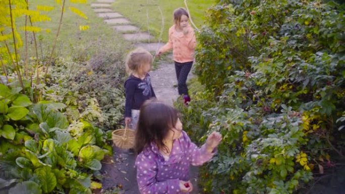 三个女孩在花园里收集野生玫瑰浆果