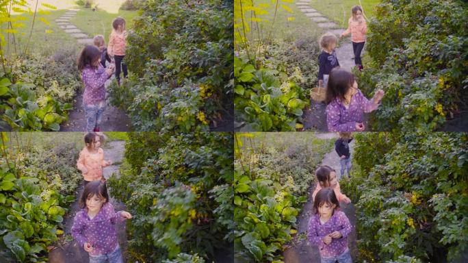 三个女孩在花园里收集野生玫瑰浆果