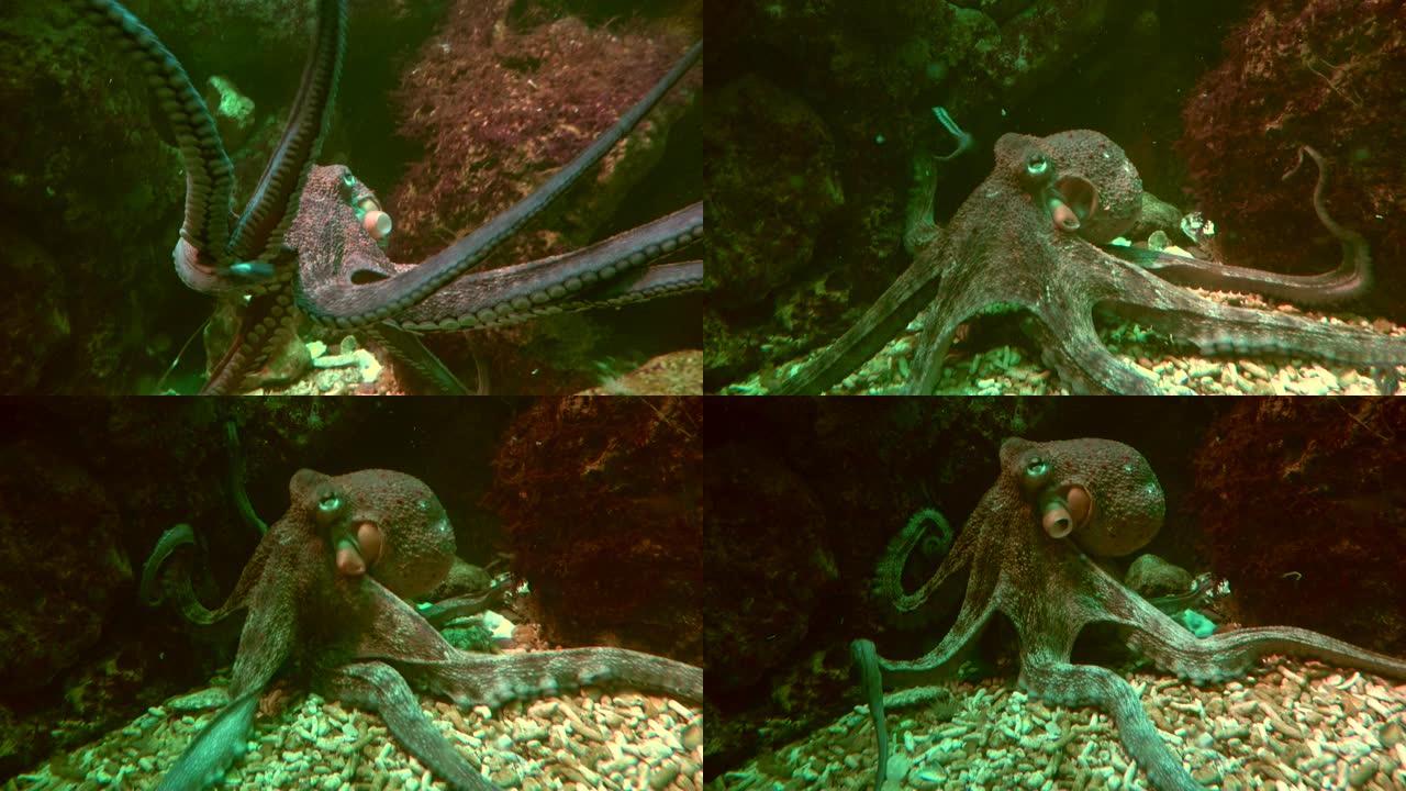 有触手的章鱼、寻常章鱼、普通章鱼