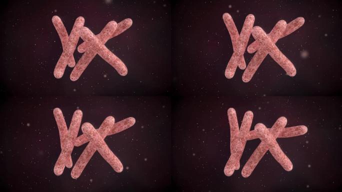 结核分枝杆菌的3D动画