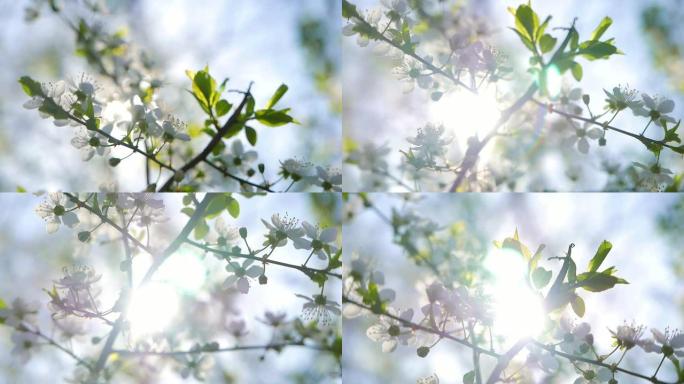 樱花树花的浅景深特写镜头