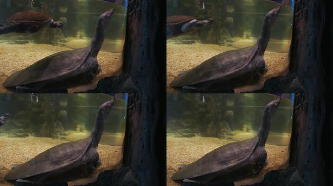 一只鳄龟，鱼缸里的甲鱼。