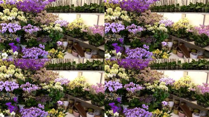 香港花园花市场的兰花