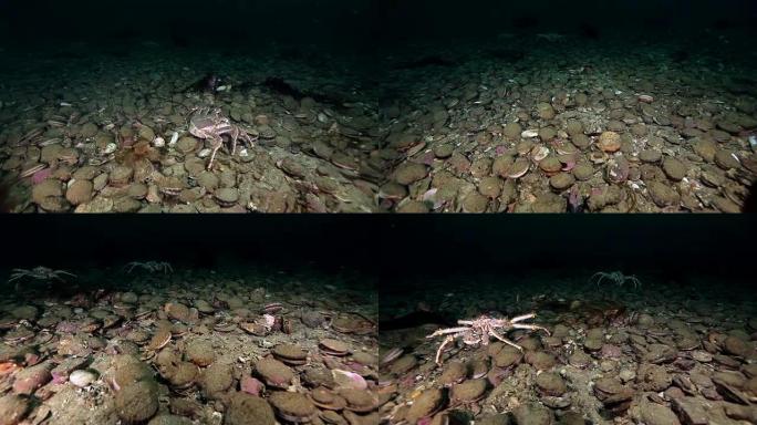 堪察加半岛海底的帝王蟹和海扇贝。