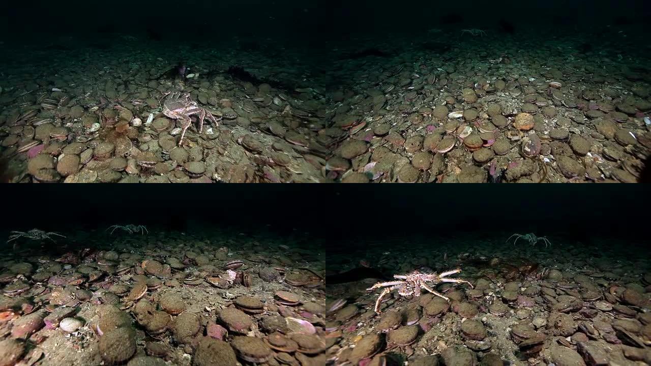 堪察加半岛海底的帝王蟹和海扇贝。