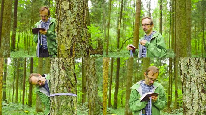 森林中的生态学家测量树干