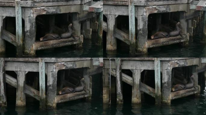 美国加利福尼亚州蒙特雷湾的海狮