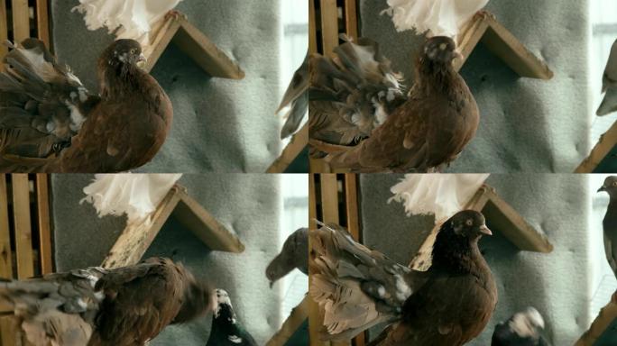 美丽的纯种棕鸽在鸽舍，特写
