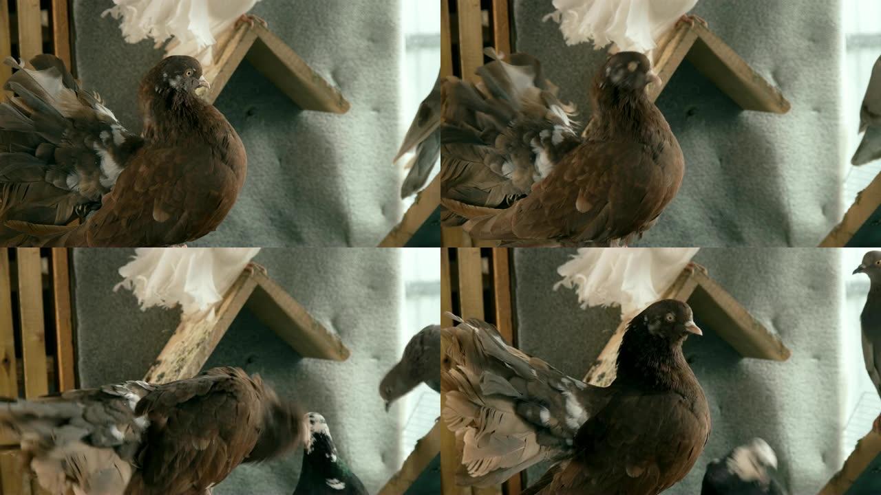 美丽的纯种棕鸽在鸽舍，特写
