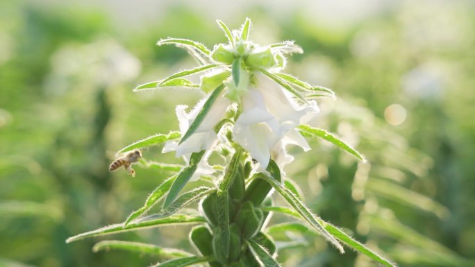 芝麻开花节节高蜜蜂授粉采蜜