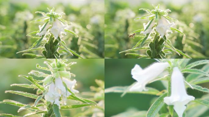 芝麻开花节节高蜜蜂授粉采蜜