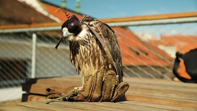 5个月大的雌性Falco peregrinus在为布尔诺市和捷克共和国的主要是鸽子的野生动物做准备期