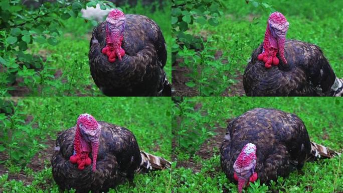 黑火鸡在鸟的院子里慢慢沉入地面。住美丽的火鸡。土耳其度假