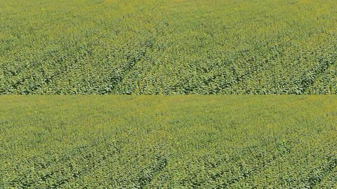 农田开花油籽的鸟瞰图。向日葵领域。顶视图。