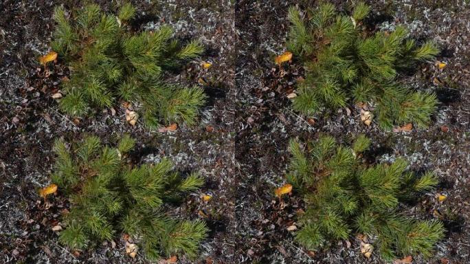 苔原常绿西伯利亚矮松或日本石松的小灌木丛