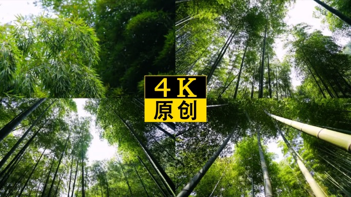 4K唯美竹林 竹子 竹林深处