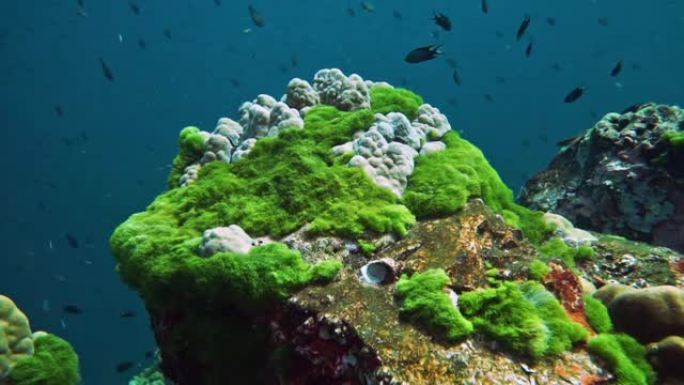 泰国欣登，水下绿藻在珊瑚礁上疯长