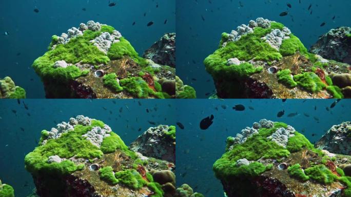 泰国欣登，水下绿藻在珊瑚礁上疯长