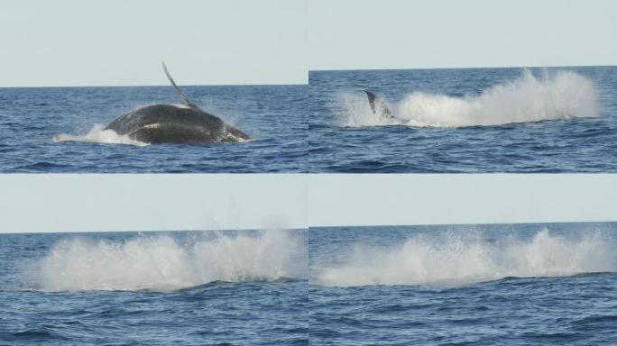 座头鲸的慢动作镜头，背对镜头