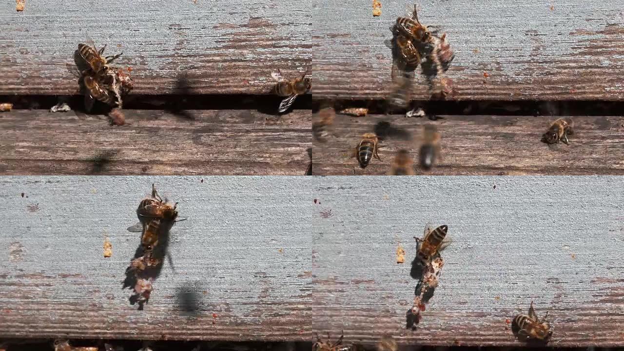 欧洲蜜蜂，蜜蜂蜜蜂，站在蜂巢入口处的蜜蜂，离开殖民地假癣的丝绸的蜜蜂，诺曼底的蜂巢，实时4K