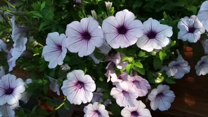 Ruellia tuberosa花，墨西哥矮牵牛花在花园里