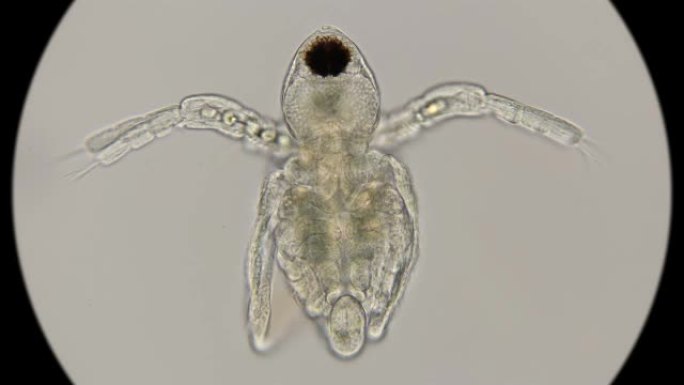 刚出生的无节水蚤，在显微镜下