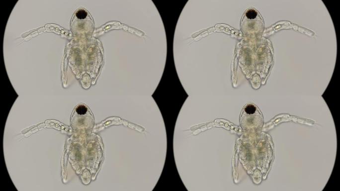 刚出生的无节水蚤，在显微镜下