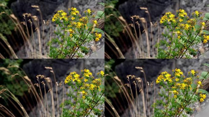 特写，黄山花，圣约翰草，在高山山区，在一个夏日
