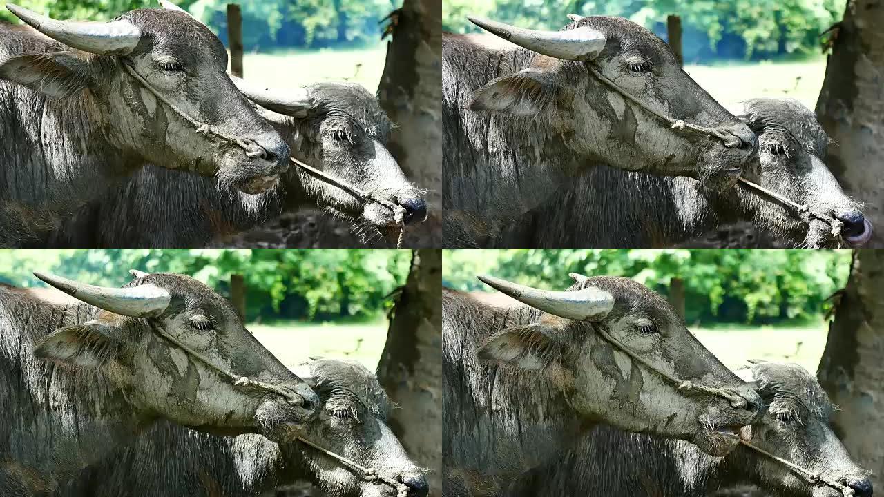 动物野生动物视频水牛在泥池中咀嚼，在牲畜概念中，水牛上有泥。