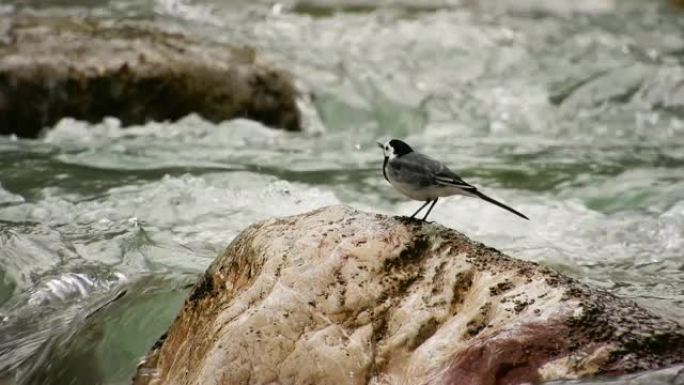汹涌的河流中的岩石上的小鸟