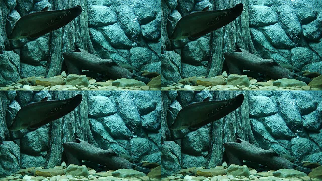 美丽的鱼在水族馆装饰水生植物的背景。鱼缸里的五颜六色的鱼。