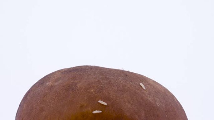 许多小蛆虫在cep蘑菇帽上爬行。孤立在白色背景上。特写。