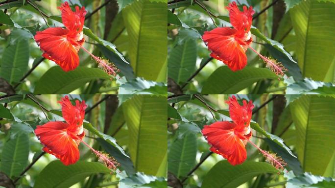 红色芙蓉花
