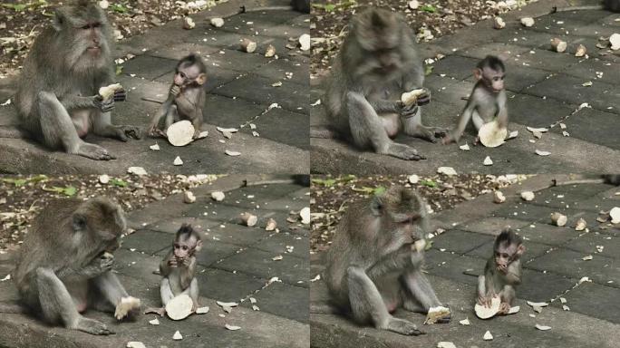 猕猴和婴儿在巴厘岛乌布 (ubud) 吃红薯