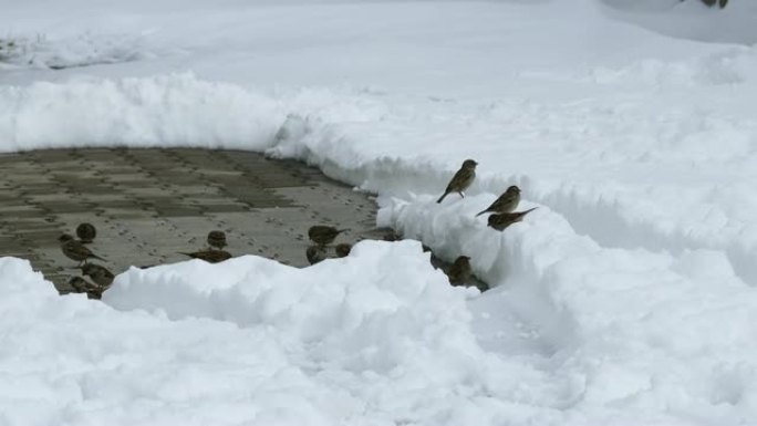 雪和麻雀，鸟儿在寻找诱饵，