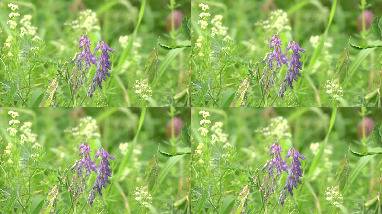 野豌豆花。豌豆老鼠，开花植物。羊毛豌豆 (野豌豆)。脆弱的紫色花朵背景。羊毛或草饲料Vetch (V
