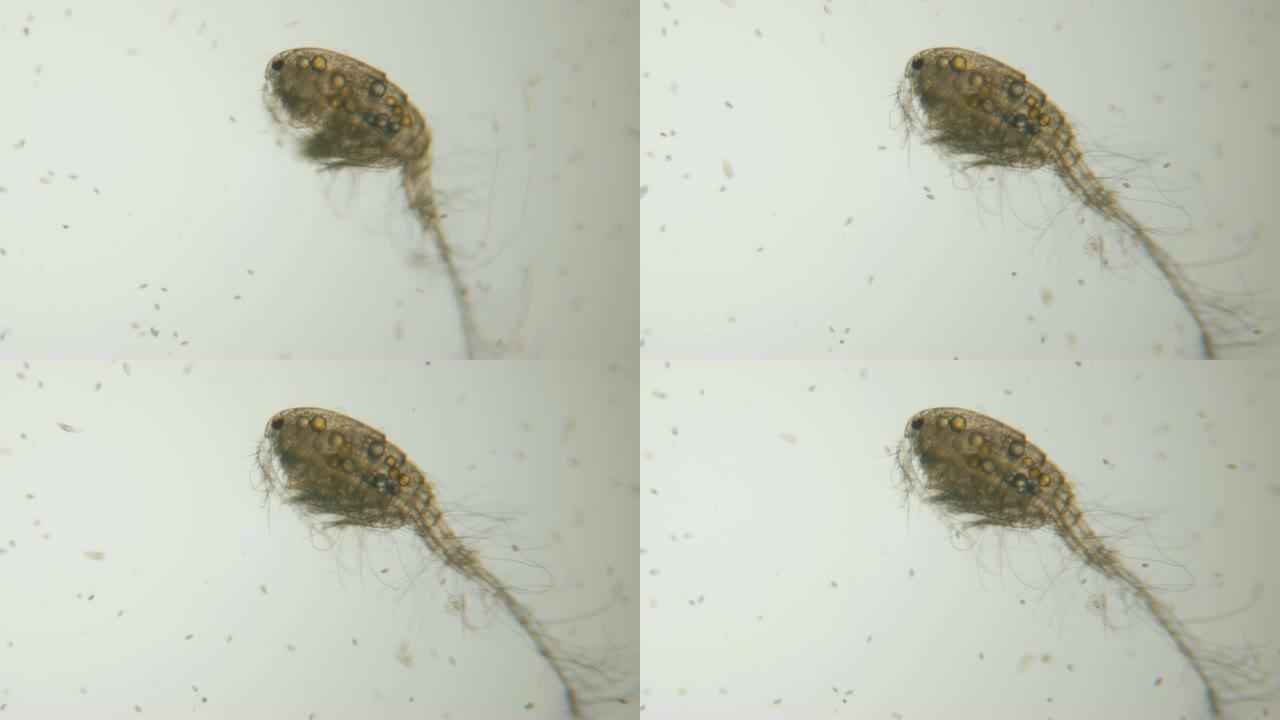 湖水显微镜下的雄性独眼巨人。特写。UHD 4K
